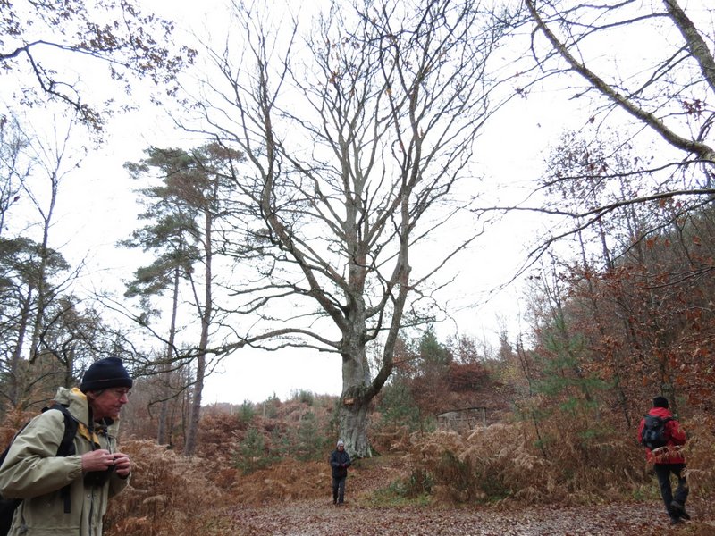 Hêtre des Ponts Quentin